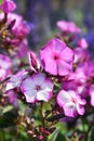 Perennial phlox Amethyst