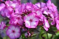 Perennial phlox Amethyst