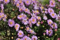 Perennial pink asters in the garden