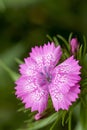 Perennial - Pink Dianthus species Royalty Free Stock Photo