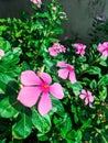 Perennial Pink flowers