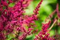 Perennial plant Astilbe arends is close Royalty Free Stock Photo