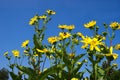 The mixed silphia Silphium perfoliatum is a plant native to North America from the daisy family