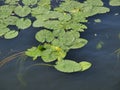 Yellow candock bloomed among the leaves on the surface of the pond on a sunny summer day. A perennial plant in a city Royalty Free Stock Photo