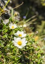 Perennial plant - Dryas octopetala L. (Eightpetal Mountain-Avens). A flowering plant in the natural environment