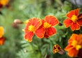 Perennial plant, marigolds Royalty Free Stock Photo