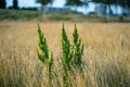 Perennial plant Rumex crispus