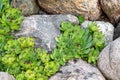 Perennial plant sempervivum as houseleek in a rock garden in rockery in the summer garden Royalty Free Stock Photo