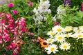 Perennial plants in the garden.