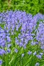 Perennial plants with vibrant petals thriving in a peaceful park. Closeup of colorful purple flowers in a garden Royalty Free Stock Photo