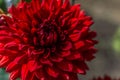 Perennial red dahlia flower with sharp, petals in spiral, summer sunny garden, close-up view Royalty Free Stock Photo