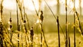 Perennial reed stems in yellow morning light
