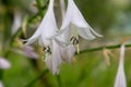 Flower of fragrant plantain lily-Hosta plantaginea Lam. Aschers Royalty Free Stock Photo