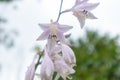 Flower of fragrant plantain lily-Hosta plantaginea Lam. Aschers Royalty Free Stock Photo