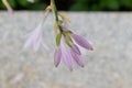 Bud-Flower of fragrant plantain lily-Hosta plantaginea Lam. Aschers Royalty Free Stock Photo