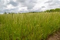 Perennial ryegrass Lolium perenne L. Royalty Free Stock Photo