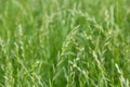 Perennial ryegrass Lolium perenne L. Royalty Free Stock Photo