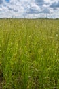 Perennial ryegrass Lolium perenne L. Royalty Free Stock Photo