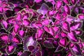 Perennial Sage Salvia hormium close-up, selective focus