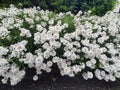 Perennial Snowsation Evergreen Candytuft