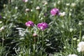 Perennial spring pink flowers for the garden for sale in garden shop