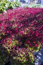 Perennial spring red flowers for the garden for sale in garden shop Royalty Free Stock Photo