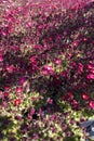 Perennial spring red flowers for the garden for sale in garden shop