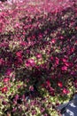 Perennial spring red flowers for the garden for sale in garden shop Royalty Free Stock Photo