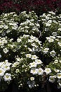 Perennial spring white flowers for the garden for sale in garden shop Royalty Free Stock Photo