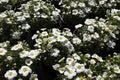 Perennial spring white flowers for the garden for sale in garden shop Royalty Free Stock Photo