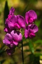 Perennial Sweet Pea vivid flowers under rain - Lathyrus latifolius Royalty Free Stock Photo