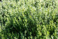 Perennial Thymus Vulgaris in aromatic gardens in natural sunny daylight