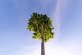 Perennial tree from looking up view (in the center of frame) with clear blue sky day background Royalty Free Stock Photo