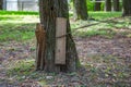 Perennial trees in the summer city park