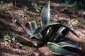 Perennial variegated agave americana