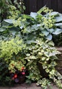 Perennials suitable for shady location