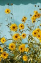 Perennials sunflowers Royalty Free Stock Photo