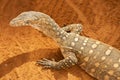 Perentie also known as a Varanus giganteus