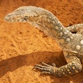 Perentie also known as a Varanus giganteus