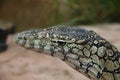 Perentie (Goanna)