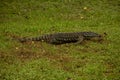 A Perentie lizard at Dorrigo National Park in New South Wales, Australia.