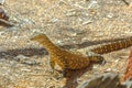 Perentie lizard goanna