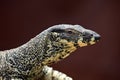 Perentie peptile monitor lizard portrait