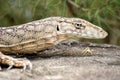 Perentie