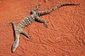 The Perentie (Varanus giganteus)