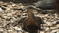 Perentie Varanus giganteus