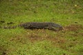 A Perentie lizard at Dorrigo National Park in New South Wales, Australia.