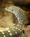 Perenties lizard Royalty Free Stock Photo