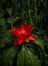 Pereskia bleo red flower storny stem
