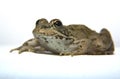 Perez's Frog over white Royalty Free Stock Photo